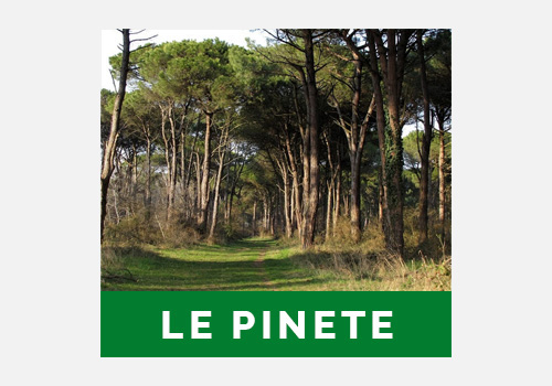 pinete-g